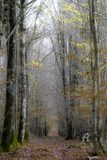 Φωτογραφία με τίτλο "forêt sologne.jpg" από Philippe Nannetti, Αυθεντικά έργα τέχνης