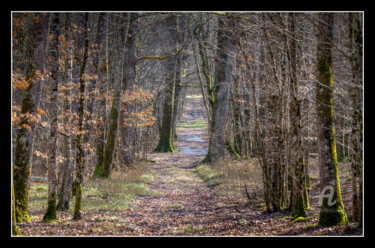 Photography titled "forêt Sologne.jpg" by Philippe Nannetti, Original Artwork