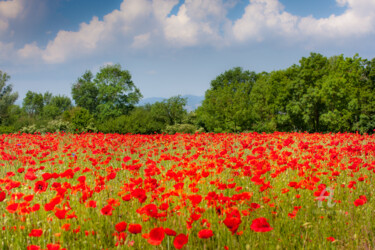 Photographie intitulée "champs coquelicots.…" par Philippe Nannetti, Œuvre d'art originale