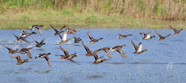 Photographie intitulée "envol canards.jpg" par Philippe Nannetti, Œuvre d'art originale