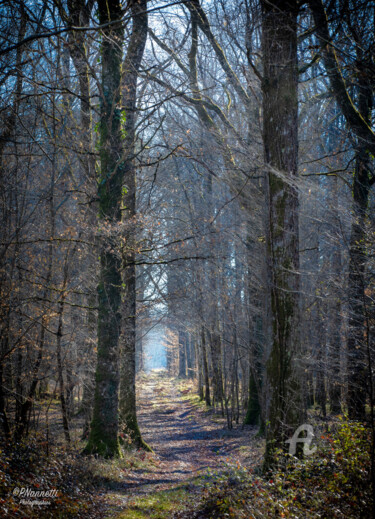 Photography titled "sentier sologne.jpg" by Philippe Nannetti, Original Artwork