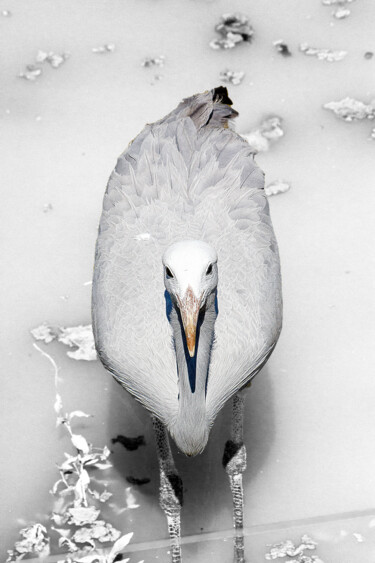 Photography titled "whitebird.jpg" by Philippe Rozier (Photo-EOS), Original Artwork
