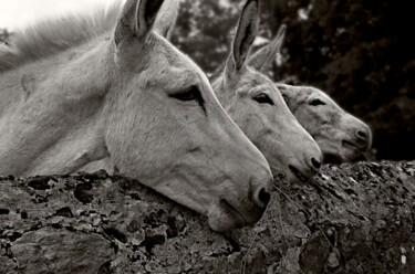 Photographie intitulée "3 anes" par Philippe Rozier (Photo-EOS), Œuvre d'art originale