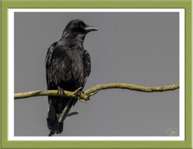 Photographie intitulée "Maître corbeau" par Philippe Rozier (Photo-EOS), Œuvre d'art originale