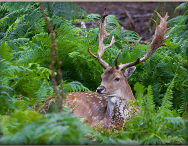 Photography titled "Cerf" by Philippe Rozier (Photo-EOS), Original Artwork, Digital Photography