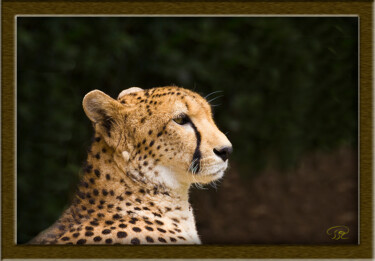 Photography titled "Guépard" by Philippe Rozier (Photo-EOS), Original Artwork