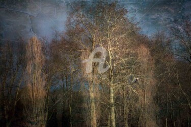 Fotografia zatytułowany „Arbres du Parc de S…” autorstwa Philippe Bousseau, Oryginalna praca, Fotografia cyfrowa