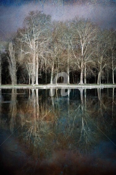 Fotografie getiteld "Arbres du Parc de S…" door Philippe Bousseau, Origineel Kunstwerk, Digitale fotografie