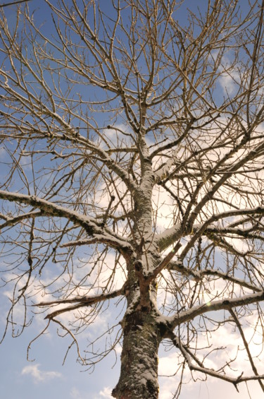Photographie intitulée "arbre 1" par Philip Moreau, Œuvre d'art originale