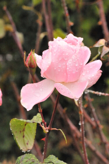 Photographie intitulée "Rose après la pluie" par Philip Moreau, Œuvre d'art originale, Photographie numérique