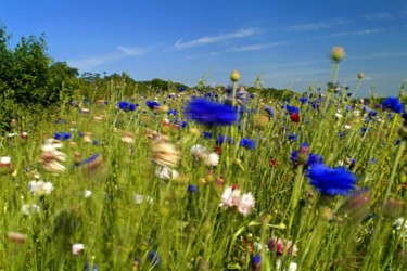 Photographie intitulée "Fleurs des champs" par Philippe Odent, Œuvre d'art originale