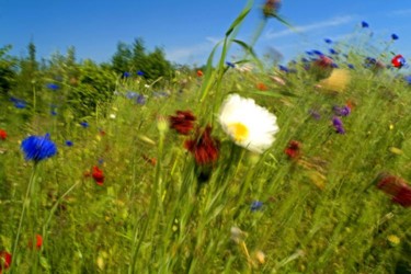 Photographie intitulée "Fleurs des champs" par Philippe Odent, Œuvre d'art originale
