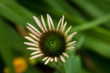 Фотография под названием "flower, Lynch Estate" - Phillip Windell, Подлинное произведение искусства, Цифровая фотография