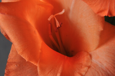 Photographie intitulée "gladiolus" par Phillip Windell, Œuvre d'art originale, Photographie numérique