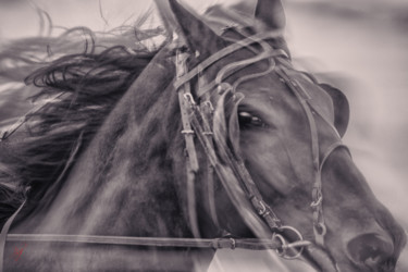 Trotteur en course (2) Photographie intitulée "Trotteur en course…" par Philippe Loze, Œuvre d'art originale, Photographie numérique