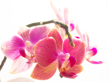 摄影 标题为“Ma première orchidée” 由Phlanerie, 原创艺术品, 数码摄影