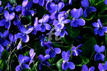 Photographie intitulée "Bunch of violets IV…" par Alain Romeas (PhotoAR), Œuvre d'art originale, Photographie numérique