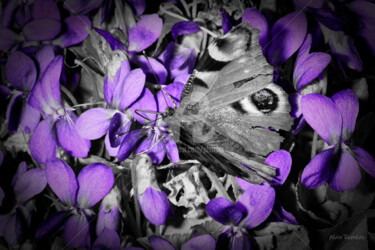 Photography titled "The violets & the b…" by Alain Romeas (PhotoAR), Original Artwork, Digital Photography