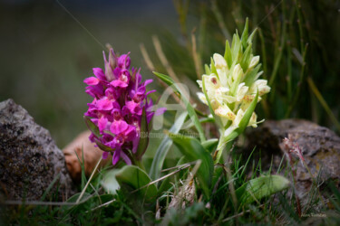 Fotografia intitulada "Wild flowers in the…" por Alain Romeas (PhotoAR), Obras de arte originais, Fotografia digital