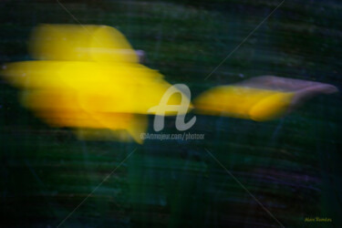 Fotografia intitulada "Daffodil in the mea…" por Alain Romeas (PhotoAR), Obras de arte originais, Fotografia digital