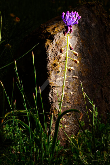 Photography titled "Wild flower II(fleu…" by Alain Romeas (PhotoAR), Original Artwork, Digital Photography Mounted on Alumin…