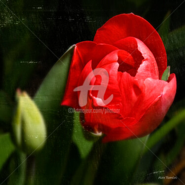 Fotografie getiteld "Tulip (tulipe)" door Alain Romeas (PhotoAR), Origineel Kunstwerk, Digitale fotografie