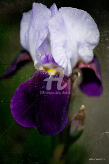 Photography titled "Garden's iris (L'ir…" by Alain Romeas (PhotoAR), Original Artwork, Digital Photography