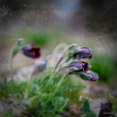 Fotografia intitulada "Wild Anemone (Anémo…" por Alain Romeas (PhotoAR), Obras de arte originais, Fotografia digital