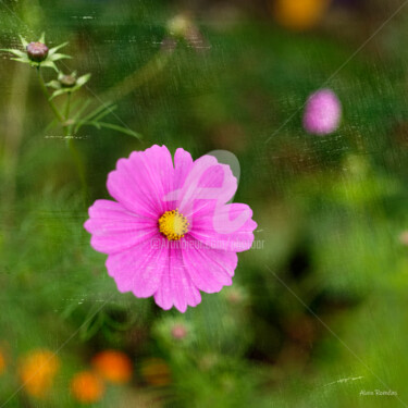 Fotografia zatytułowany „Garden's flower (fl…” autorstwa Alain Romeas (PhotoAR), Oryginalna praca, Fotografia cyfrowa