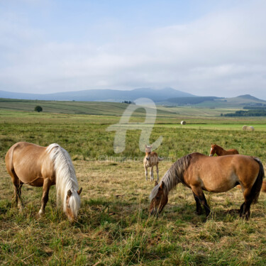 Photographie intitulée "Les chevaux aux pât…" par Alain Romeas (PhotoAR), Œuvre d'art originale, Photographie numérique