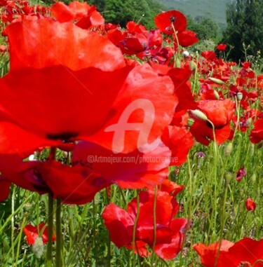 Photographie intitulée "Les coquelicots" par Josiane Karanian Boularot, Œuvre d'art originale