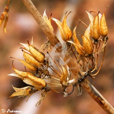 Photographie intitulée "D'automne" par Josiane Karanian Boularot, Œuvre d'art originale