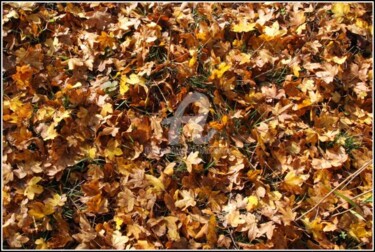 Photographie intitulée "Un brin d'automne -…" par Josiane Karanian Boularot, Œuvre d'art originale