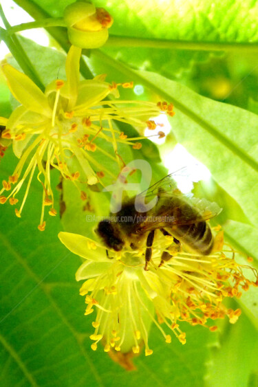 Photography titled "Un dimanche au jard…" by Josiane Karanian Boularot, Original Artwork