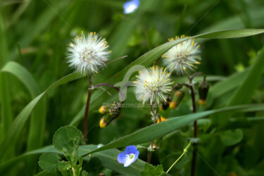 Photography titled "Ca chuchote au fond…" by Josiane Karanian Boularot, Original Artwork