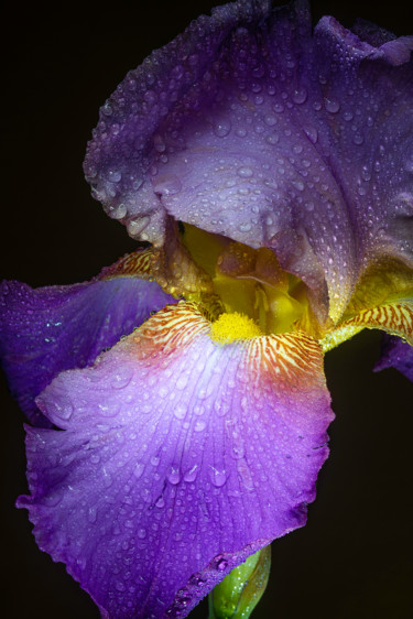 Photographie intitulée "Orchid 1" par Edgar Garces, Œuvre d'art originale, Photographie numérique