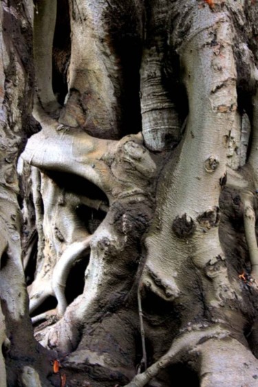 Photographie intitulée "arbre 7" par Harireche "Harimoart" Hari Mo Art, Œuvre d'art originale, Autre