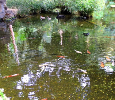 Photographie intitulée "16-cygne-noir.jpg" par Michel Hervo, Œuvre d'art originale