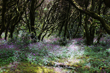 Photographie intitulée "12-foret-de-bruyere…" par Michel Hervo, Œuvre d'art originale