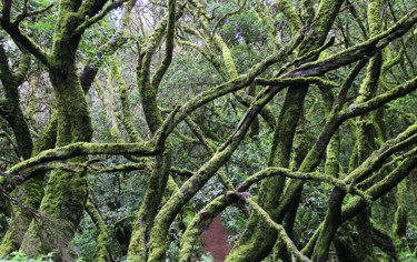 Photographie intitulée "16-foret-de-bruyere…" par Michel Hervo, Œuvre d'art originale