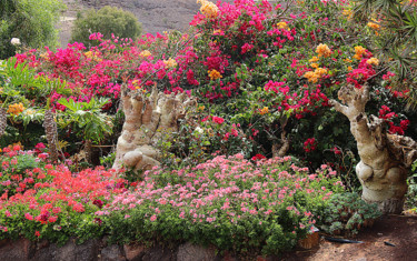 Photographie intitulée "09-Bougainvillier" par Michel Hervo, Œuvre d'art originale