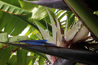 Photographie intitulée "10-Strelitzia" par Michel Hervo, Œuvre d'art originale