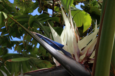 Photographie intitulée "11-Strelitzia" par Michel Hervo, Œuvre d'art originale