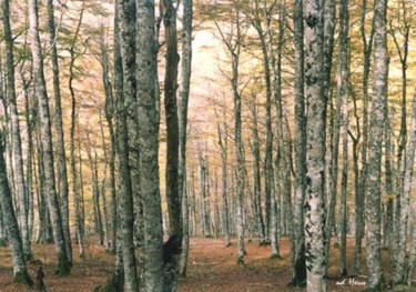 Photography titled "Forêt d'Iraty - Pyr…" by Michel Hervo, Original Artwork
