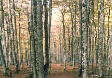 Photographie intitulée "Forêt d'Iraty - Pyr…" par Michel Hervo, Œuvre d'art originale