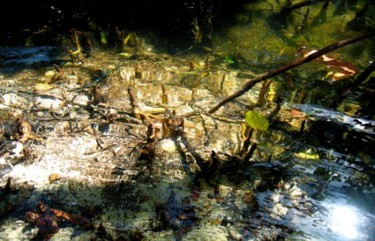 Photographie intitulée "Mangrove Philippines" par Michel Hervo, Œuvre d'art originale