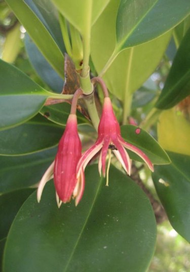 Fotografia intitolato "Fleur de mangrove" da Michel Hervo, Opera d'arte originale