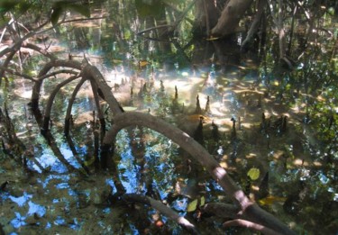 Photographie intitulée "Mangrove n°12" par Michel Hervo, Œuvre d'art originale