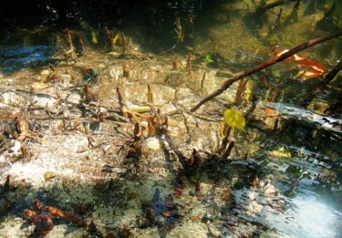 Fotografia zatytułowany „Mangrove N°02” autorstwa Michel Hervo, Oryginalna praca