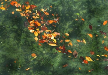 Photography titled "Mangrove n°16" by Michel Hervo, Original Artwork